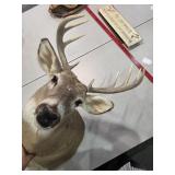 Buck shoulder mount