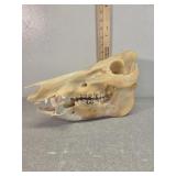 Boar skull