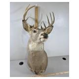 Deer taxidermy mount