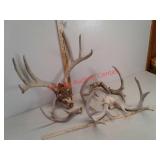 Muley and whitetail deer antlers