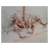 Whitetail deer antlers