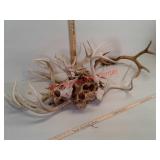 Whitetail and muley deer antlers