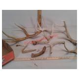 Muley and whitetail deer antlers sheds