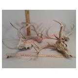 Whitetail deer antlers