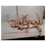 Mule and whitetail deer antlers