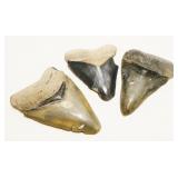 Three Megalodon Shark