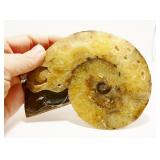 Large 5" Ammonite Fossil