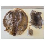 28" x 24" Tanned Beaver Pelt