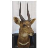 African Cape Bushbuck Shoulder Mount