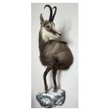 Half Body Chamois on Rock, Wall Mount