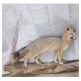 Gray Fox on Log, Wall Mount