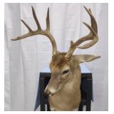 Whitetail Deer Shoulder Mount