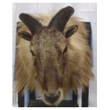 Himalayan Tahr Shoulder Mount