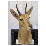 Mountain Reedbuck Shoulder Mount