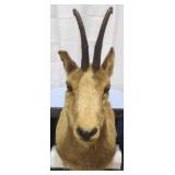 Chamois Shoulder Mount