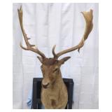 Fallow Deer Shoulder Mount