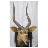 African Nyala Shoulder Mount