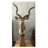 Kudu Pedestal Mount