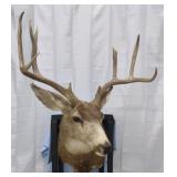 Mule Deer 10-pt Shoulder Mount