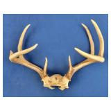 Deer Antlers