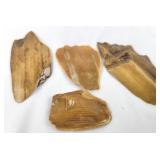 Polished Petrified Wood Pieces [x4]