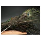 100+ Peacock Feathers