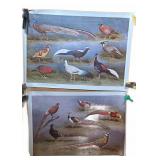 Pheasant Birds, Color Lithographs, J.C. Harrison