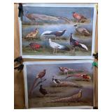 Game Bird Lithograph Prints by J.C. Harrison