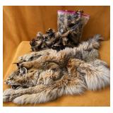Taxidermy Bobcat Hide & Turkey Feathers