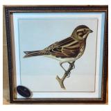 Framed Reed Bunting Print by Uttermost