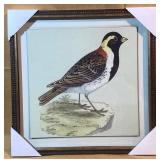 Lapland Longspur Bunting Framed Print
