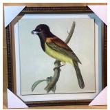 Hooded Berryeater Framed Print