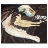 Deer Skull with Mandible Assemblage & Rodent Bones