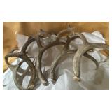 North American Deer Antler Sheds