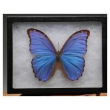 Blue Morpho Butterfly Specimen in Display Case
