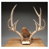 Whitetail Deer Skull Cap Antlers, (2)