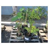 LOT OF ASSORTED PLANTS  (MISCELLANEOUS)