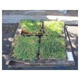 LOT OF ASSORTED PLANTS/ GRASS (MISCELLANEOUS)