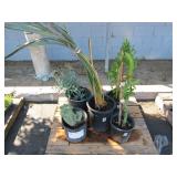 LOT OF ASSORTED PLANTS  (MISCELLANEOUS)