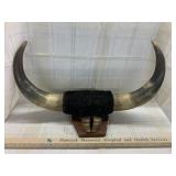 Vintage Mounted Bull Horns and Hoof