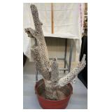Lg Hollow Cholla Cactus Skeleton & Galvanized