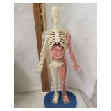 SmartLab Human Body