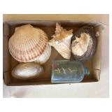 Miscellaneous Shells