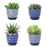 New Selamica Ceramic Succulent Pots with Drainage