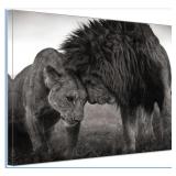 Lion Couple Animals Black and White Artwork