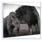 Lion Couple Animals Black and White