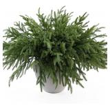 MISSPIN 12 Pcs 19.5 Inches Christmas Norfolk Pine