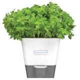 Cole & Mason Self-Water Herb Keeper - Potted Herb