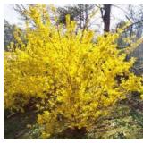 Dimmick & Sons Nursery Auction