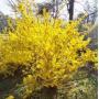 Dimmick & Sons Nursery Auction